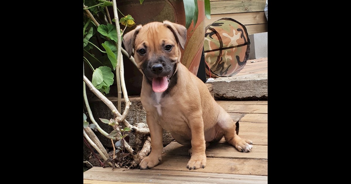 Adopt Sahara from Riverview QLD AdoptADog