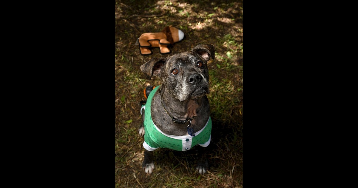 Adopt Remi from Adelaide SA AdoptADog