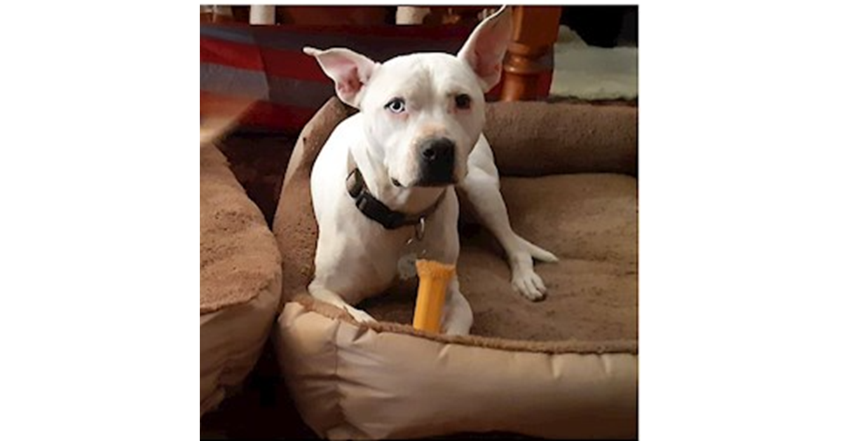 Adopt Nora from Southern Adelaide SA AdoptADog