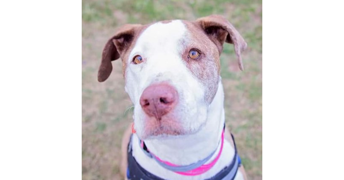 Adopt Nova from Brisbane QLD AdoptADog