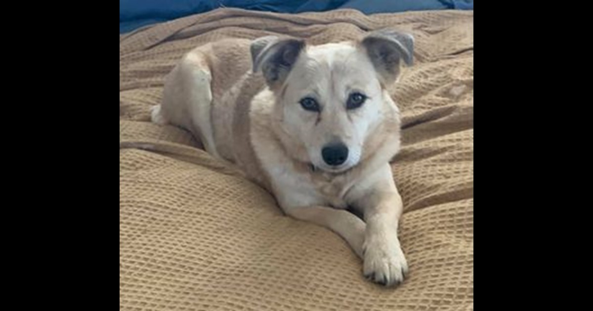 Adopt Ava from Bathurst NSW AdoptADog