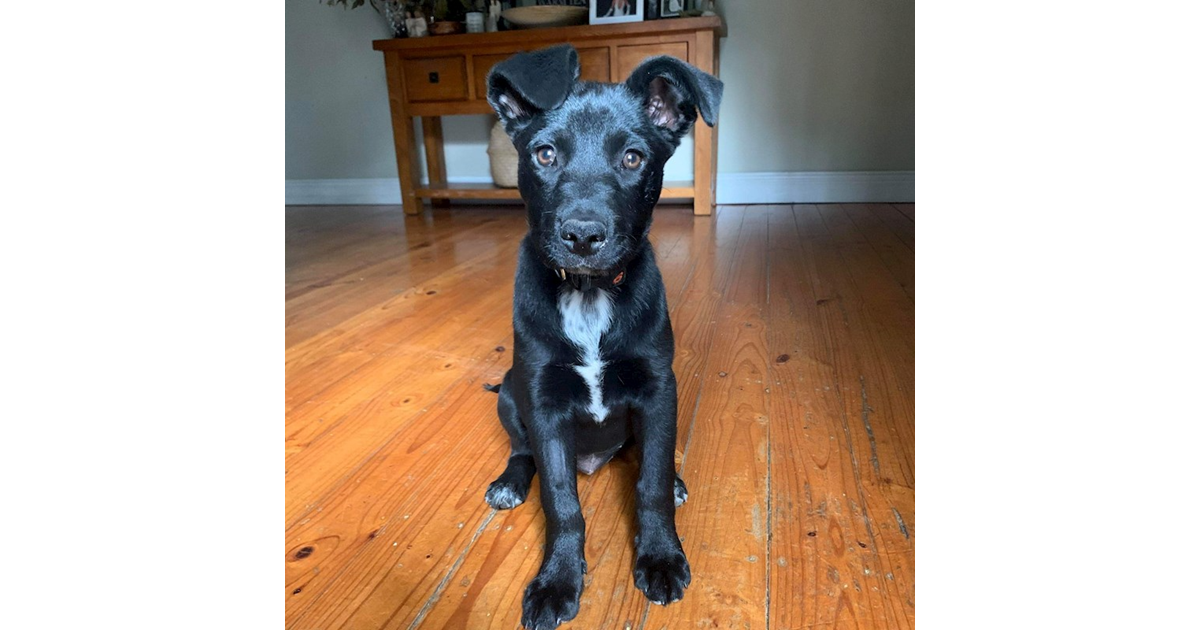 Adopt Macy from Bendigo VIC AdoptADog