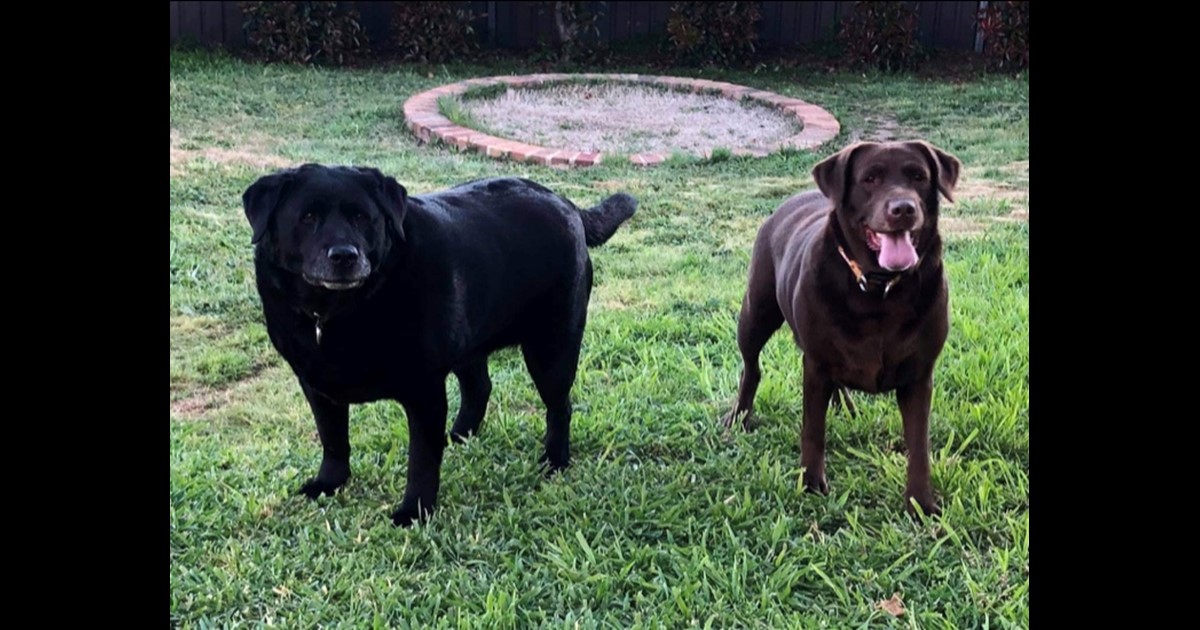 Adopt Alley from Bathurst NSW AdoptADog