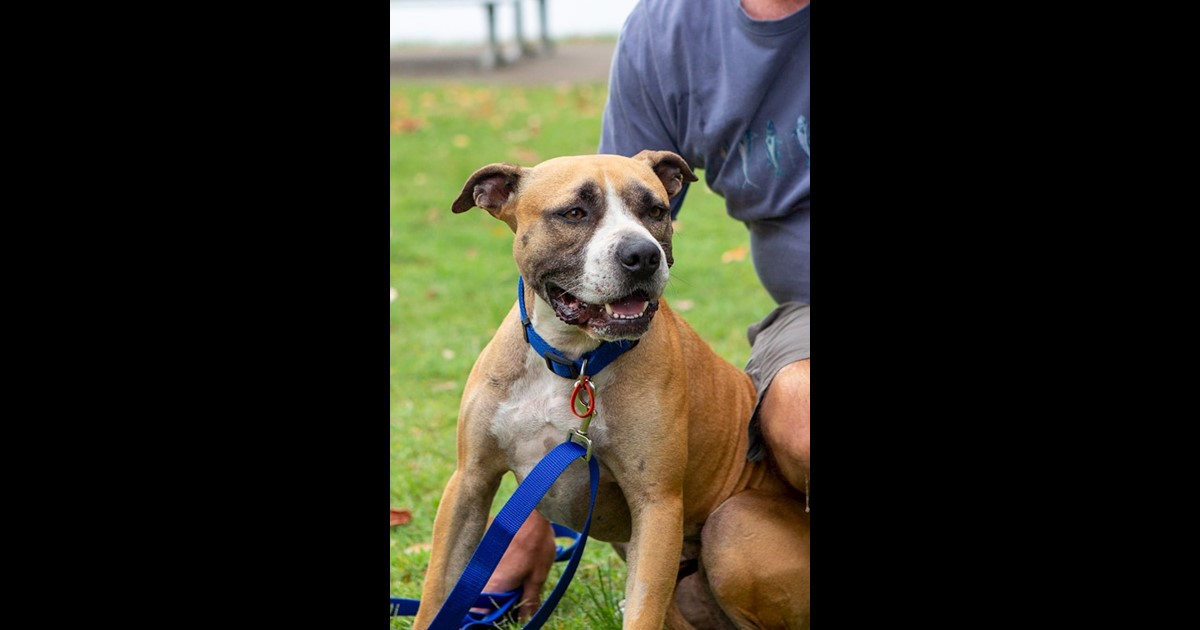 Adopt Rose from Beerwah QLD AdoptADog