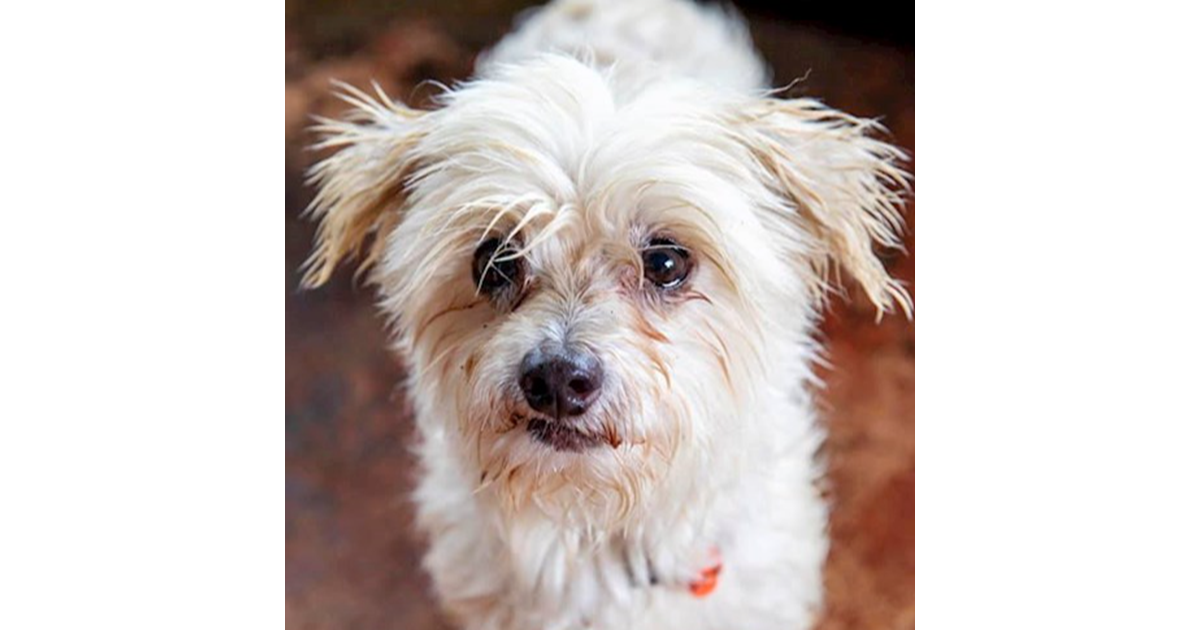 Adopt Bam Bam from Toowoomba QLD AdoptADog