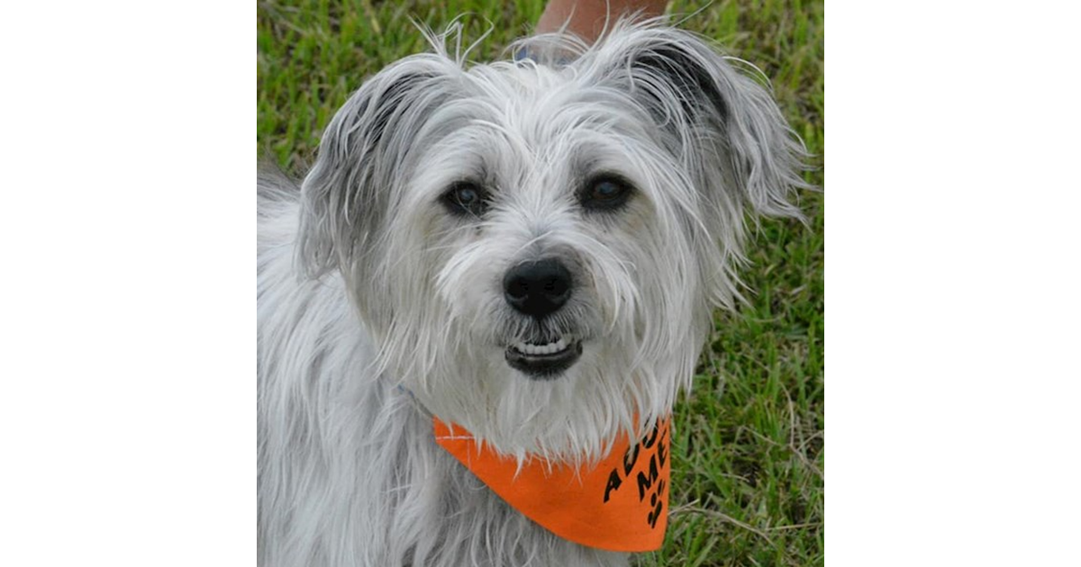 Adopt Rocky from Gold Coast QLD AdoptADog