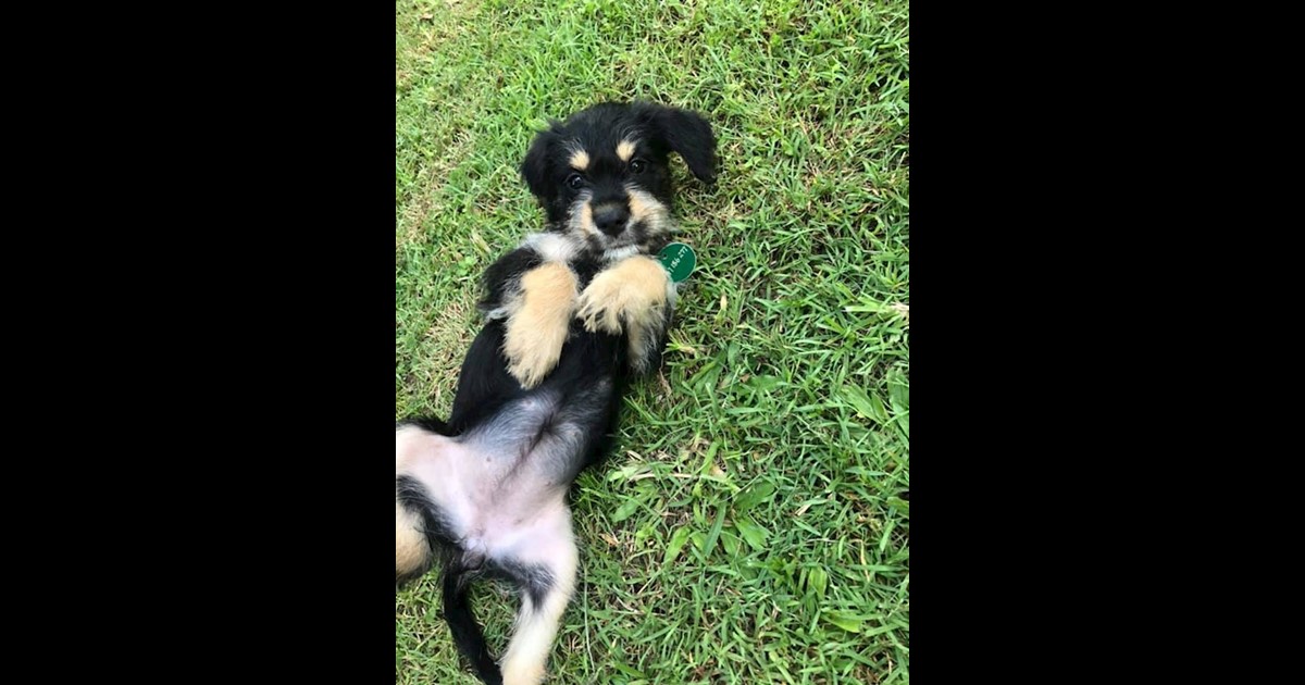 Adopt Glitter from Mackay QLD AdoptADog