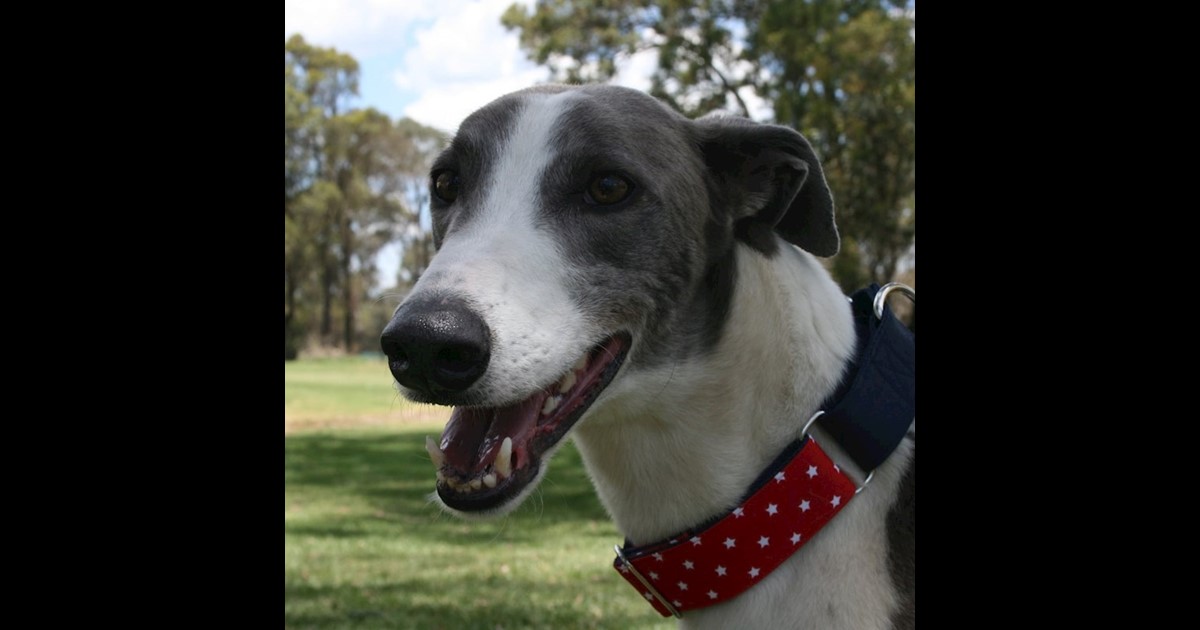 Adopt Yannick from Sydney NSW AdoptADog