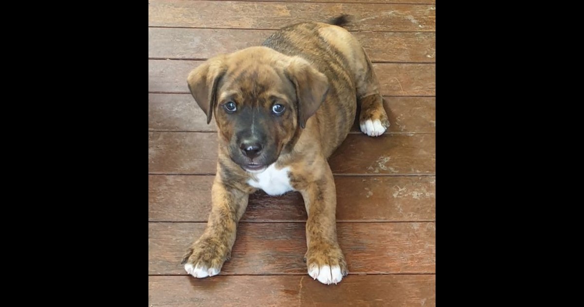 Adopt Tiga from Mackay QLD AdoptADog