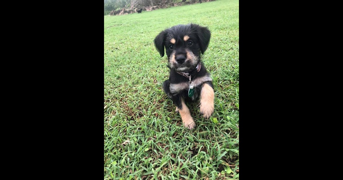 adopt-glitter-from-mackay-qld-adopt-a-dog