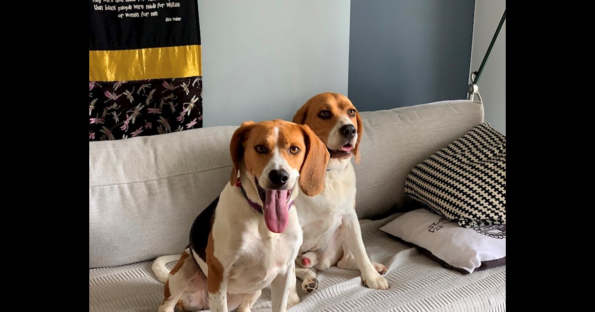 Adopt Mally from Victoria VIC AdoptADog