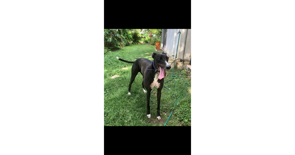 Adopt Goody from Brisbane QLD AdoptADog