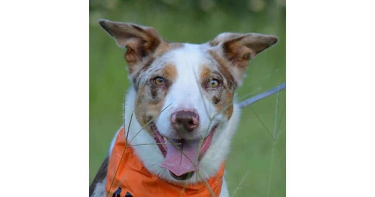 Adopt Summer from Brisbane QLD AdoptADog