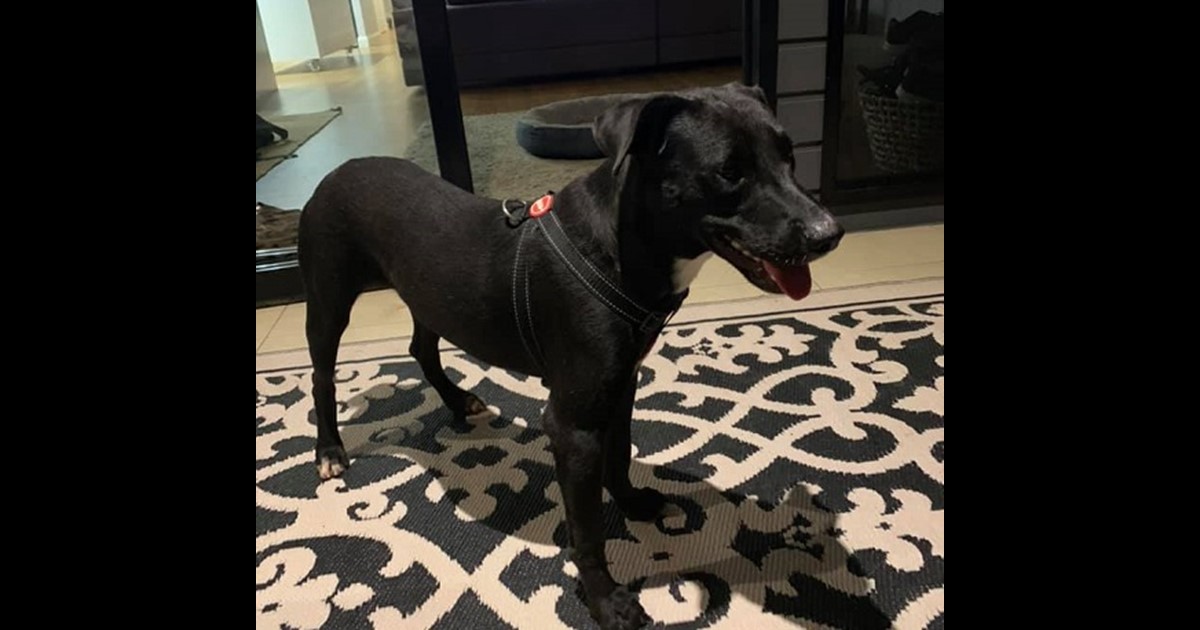 Adopt Gus from Brisbane QLD AdoptADog