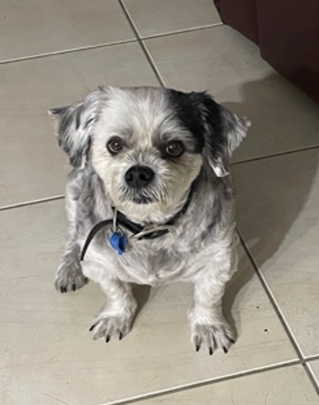 Adopt Charlie from Hervey Bay QLD AdoptADog