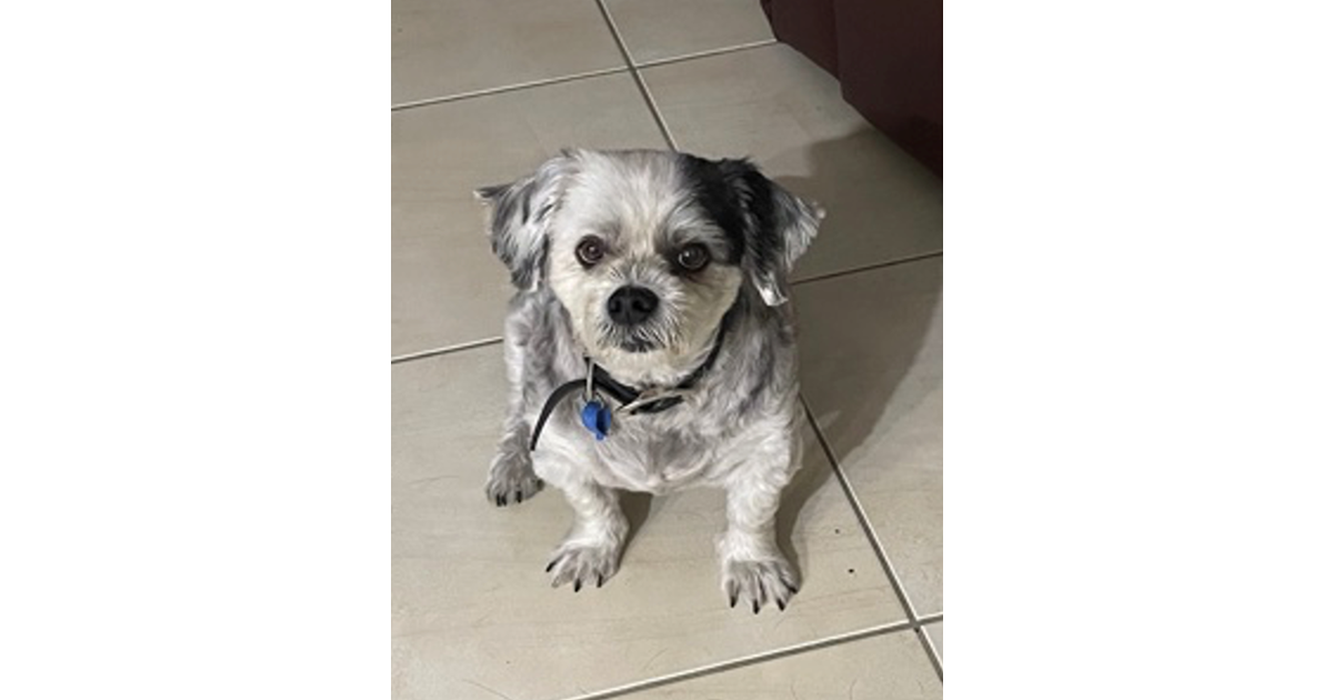 Adopt Charlie from Hervey Bay QLD AdoptADog