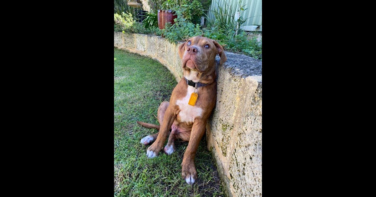 Adopt Benny from Perth WA | Adopt-A-Dog