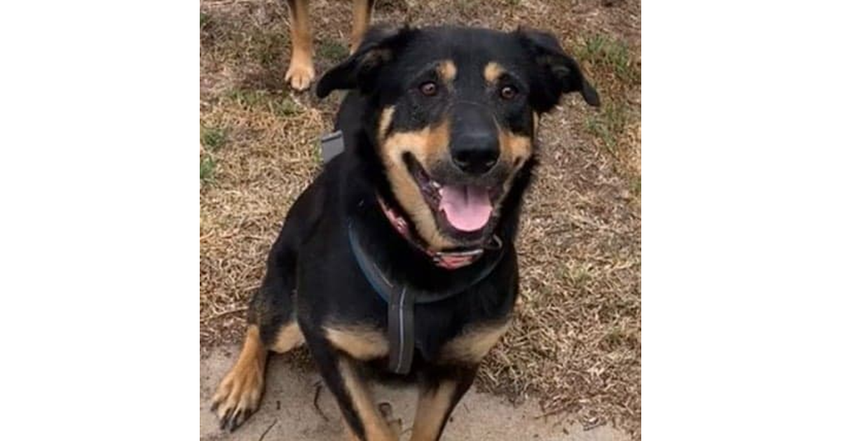 Adopt Bo from Adelaide SA AdoptADog