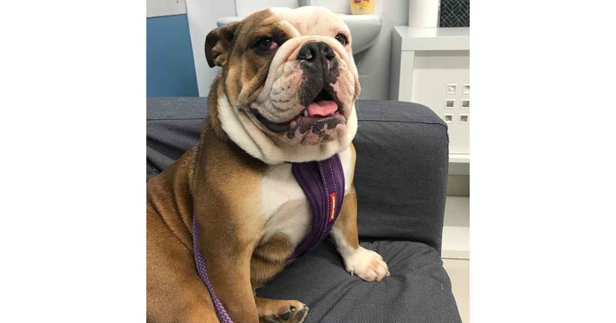 Adopt Daisy from Brisbane QLD AdoptADog