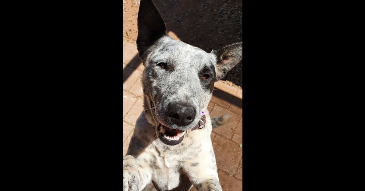 Adopt Missy from Adelaide SA AdoptADog