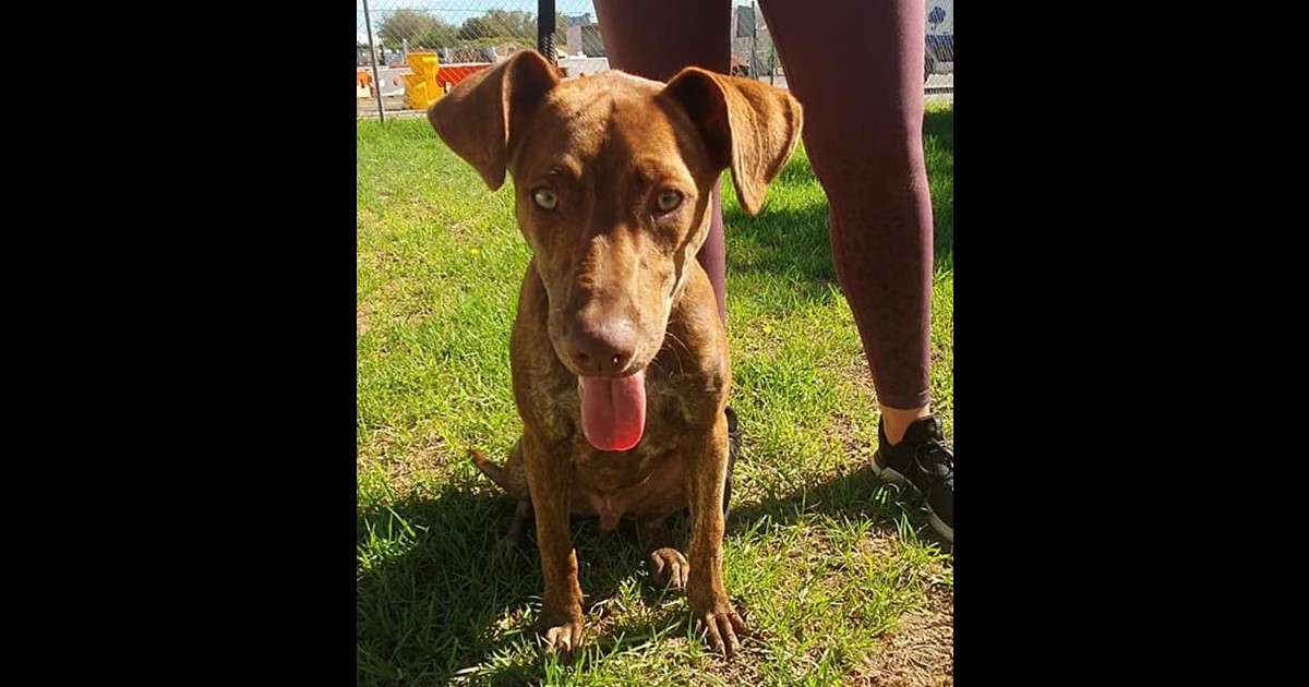 Adopt Dob from Perth WA AdoptADog
