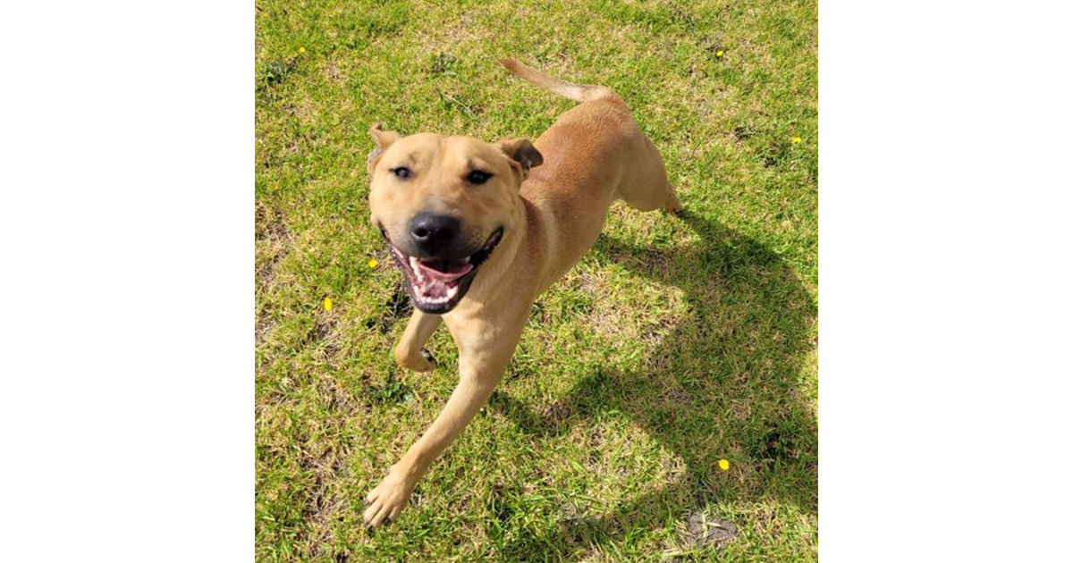 Adopt Turbo from Mount Gambier SA | Adopt-A-Dog