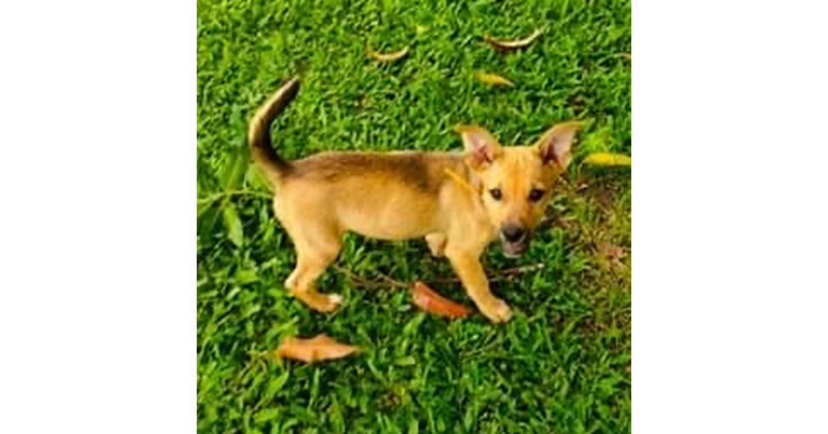 Adopt Abby from Brisbane QLD AdoptADog