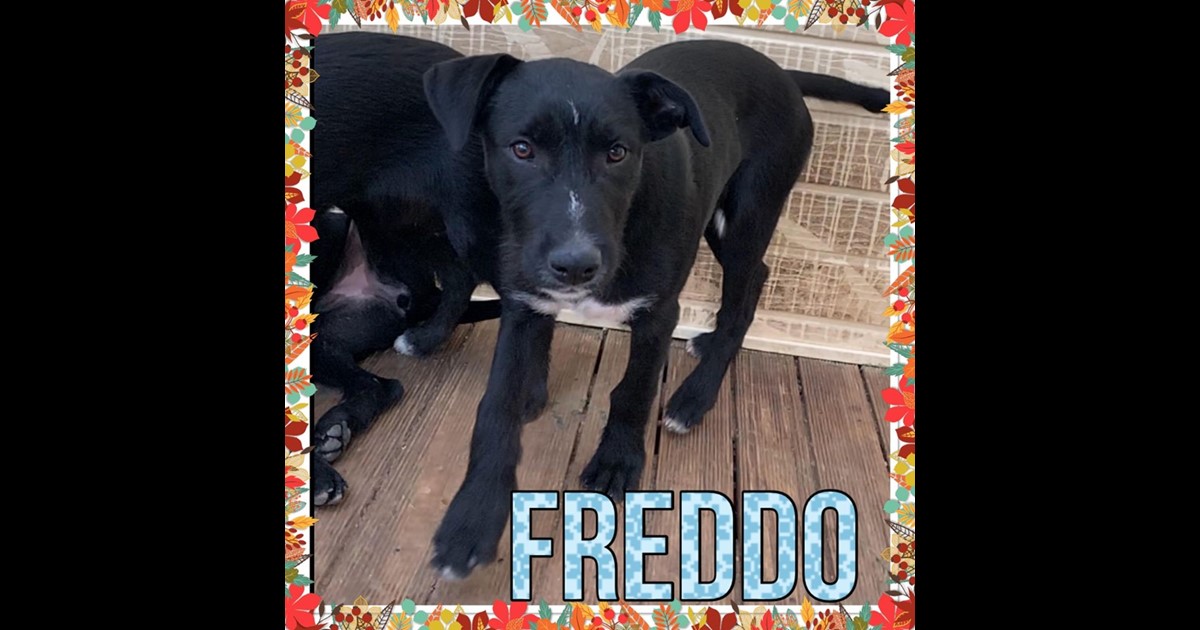 Adopt FREDDO from bathurst NSW AdoptADog