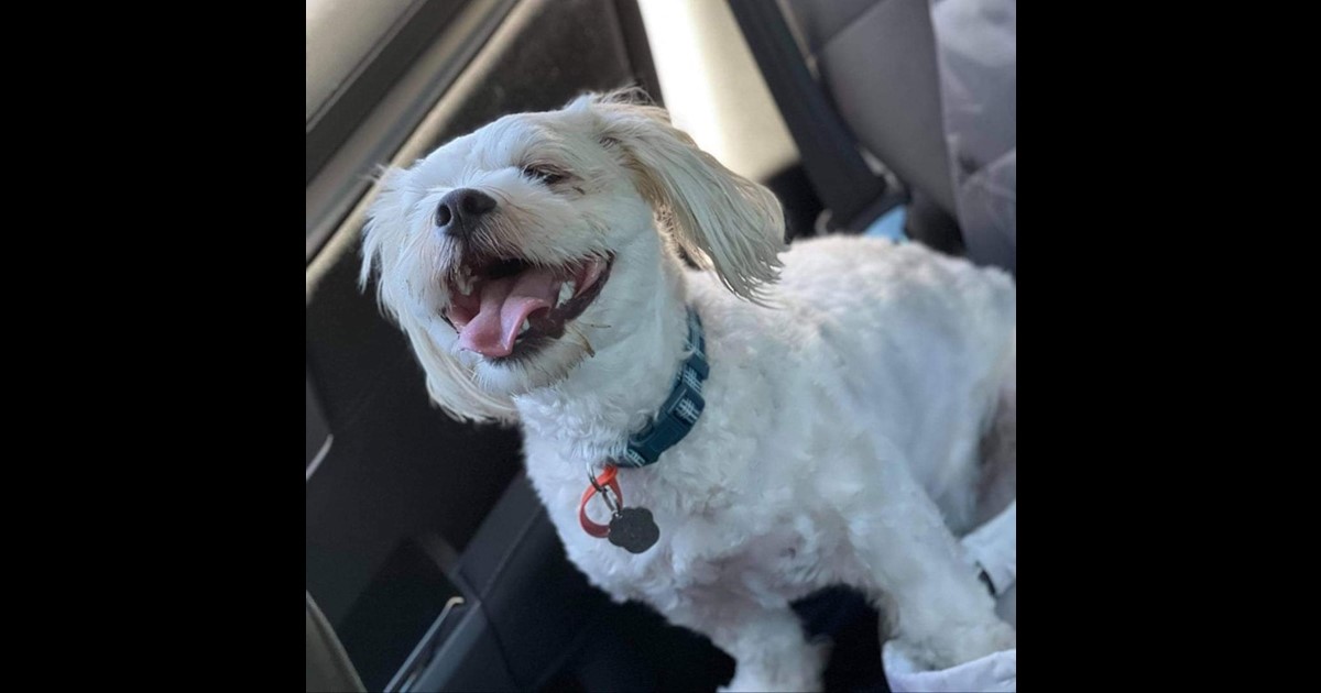 Adopt Billy from Perth WA AdoptADog