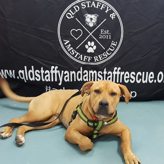 Staffy and best sale amstaff rescue