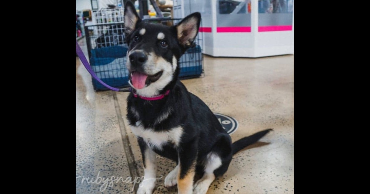 Adopt Nisha from Bendigo VIC AdoptADog