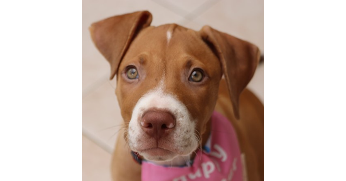 Adopt Tam from Brisbane QLD AdoptADog