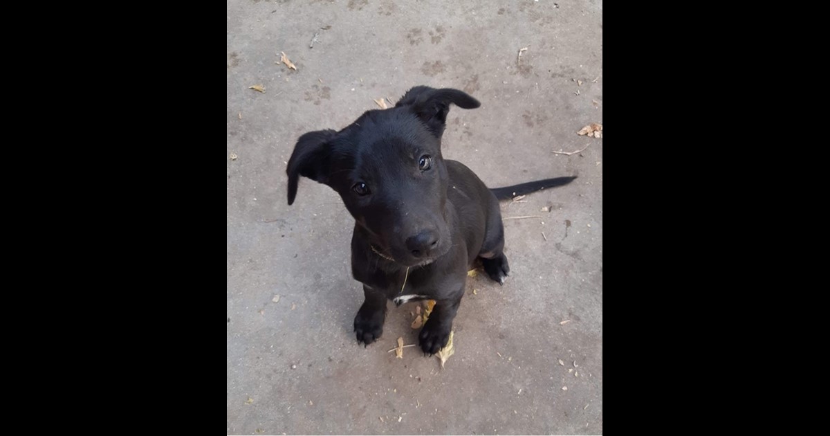 Adopt Willow from Toolamba VIC AdoptADog