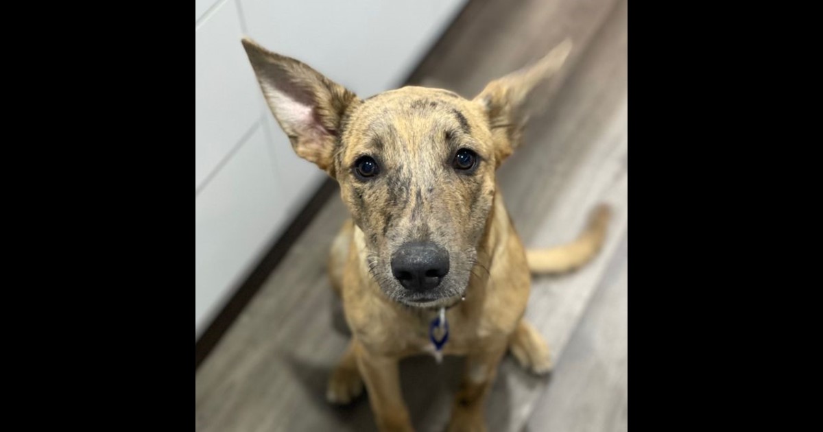 Adopt Rocky 7mo Kelpie X (Adopted) from Newcastle NSW AdoptADog