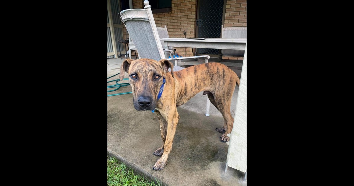 Adopt Aspen from Rockhampton QLD AdoptADog