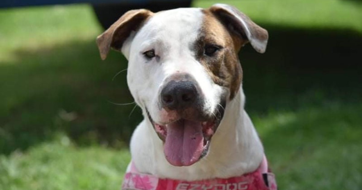 Adopt Roxy from Brisbane QLD | Adopt-A-Dog