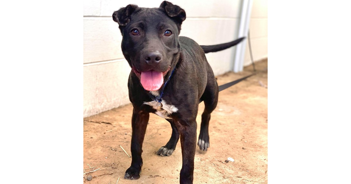 Adopt Jerry from MAREEBA QLD | Adopt-A-Dog