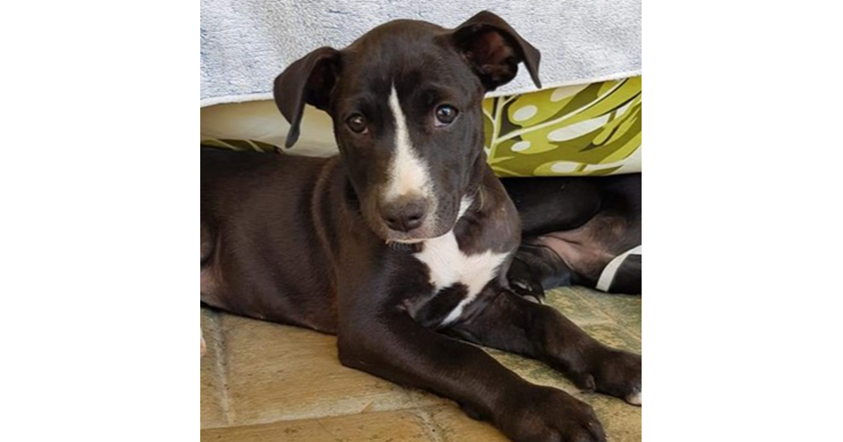 Adopt Hashbrown from Toowoomba QLD AdoptADog