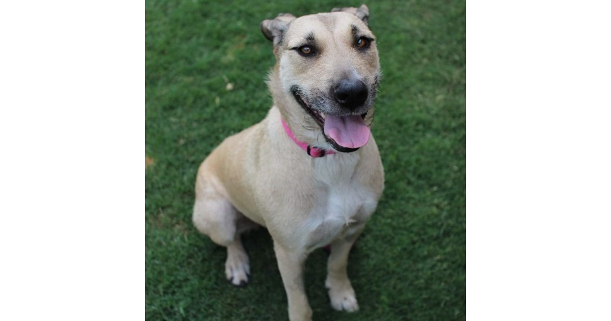 Adopt Daisy from Toowoomba QLD | Adopt-A-Dog