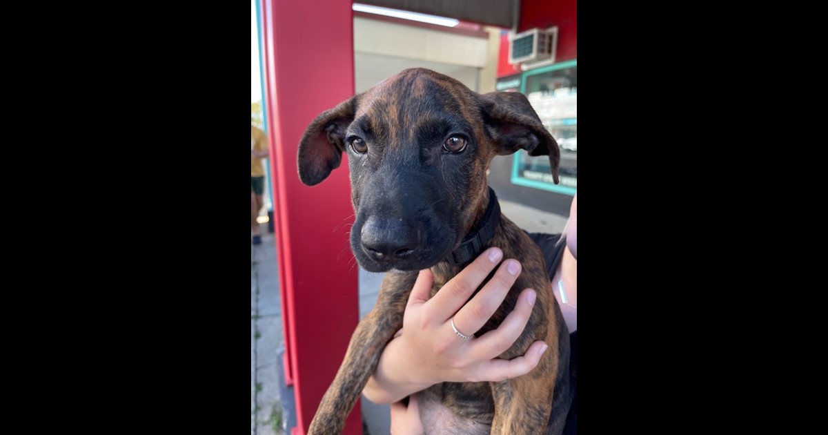 Adopt Hughie from Thursday Island QLD AdoptADog