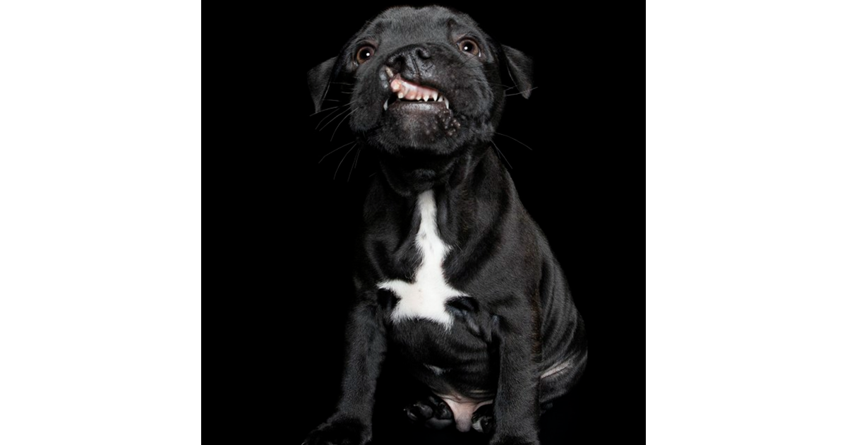 Adopt Mack from Mandurah WA AdoptADog