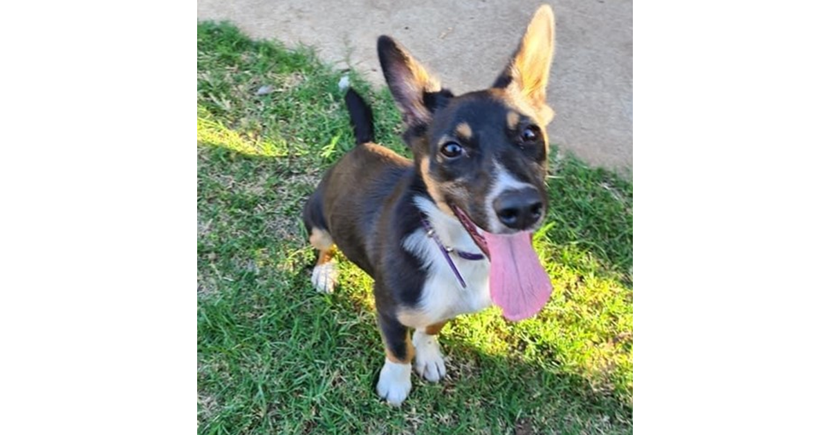 Adopt Daisy from Adelaide SA AdoptADog