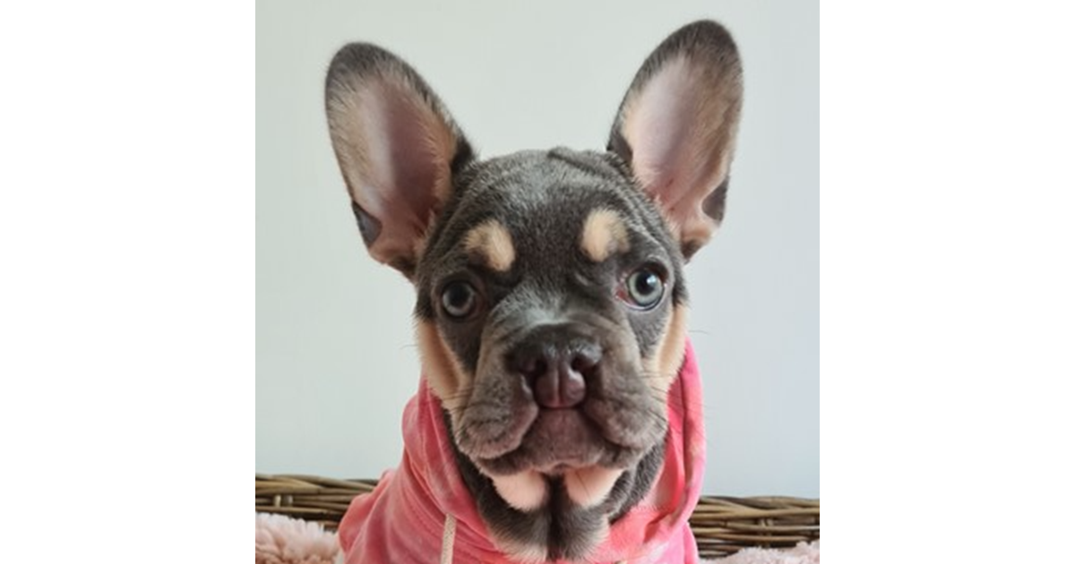 Adopt Saffron from Mandurah WA AdoptADog