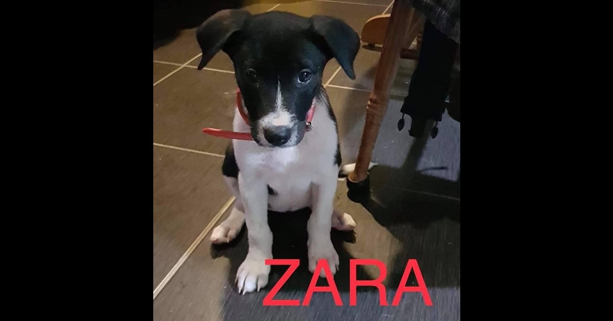 Adopt Zara from Gladstone QLD AdoptADog