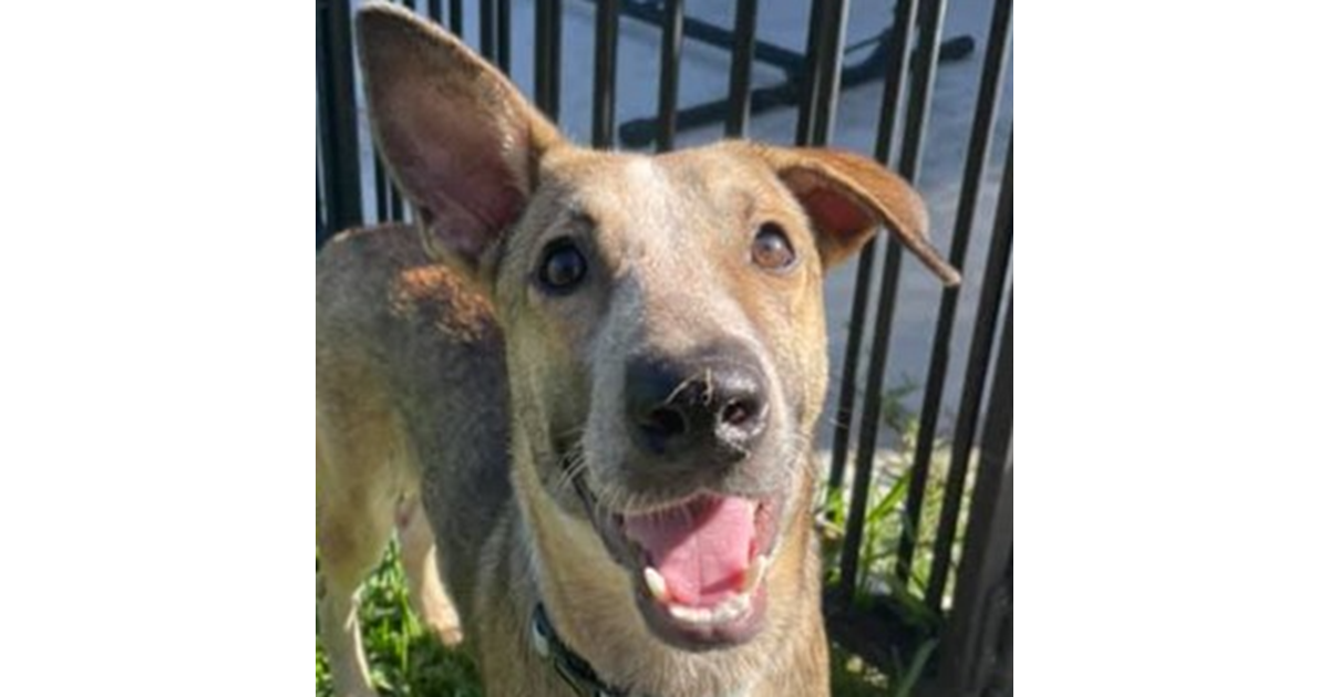 Adopt Tuck from Brisbane QLD AdoptADog