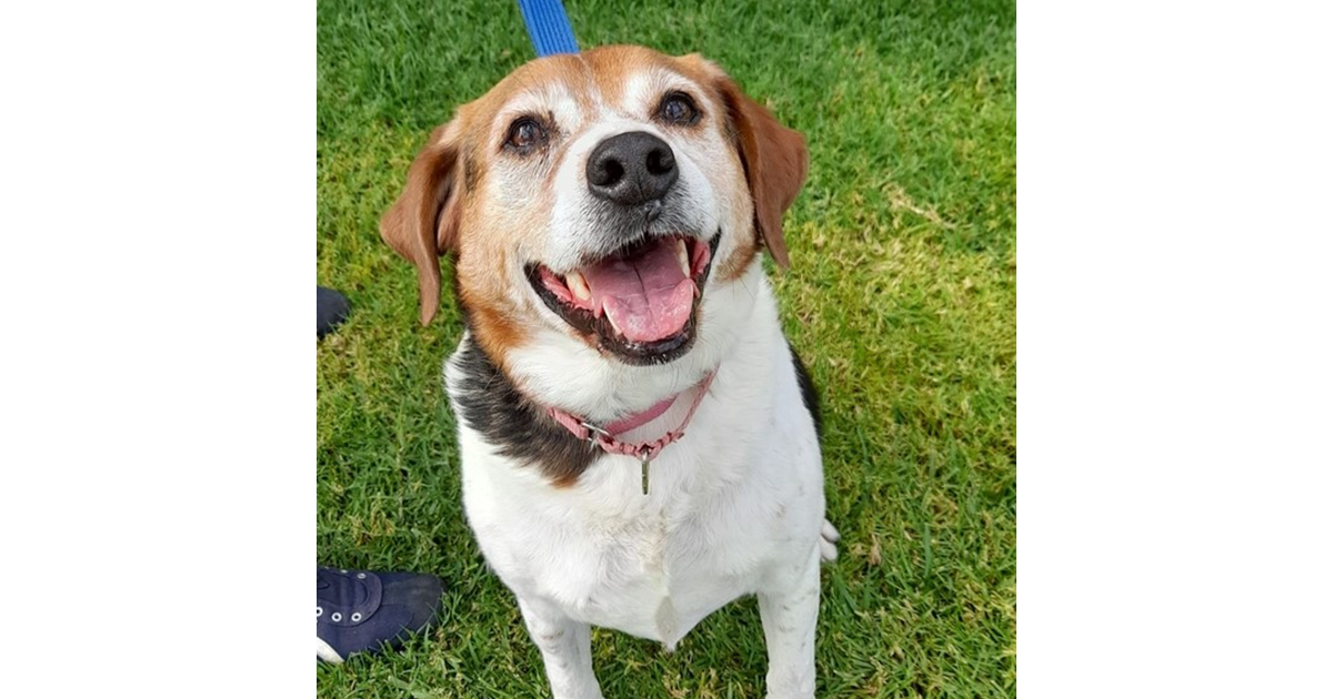 Adopt Colin from Adelaide SA AdoptADog