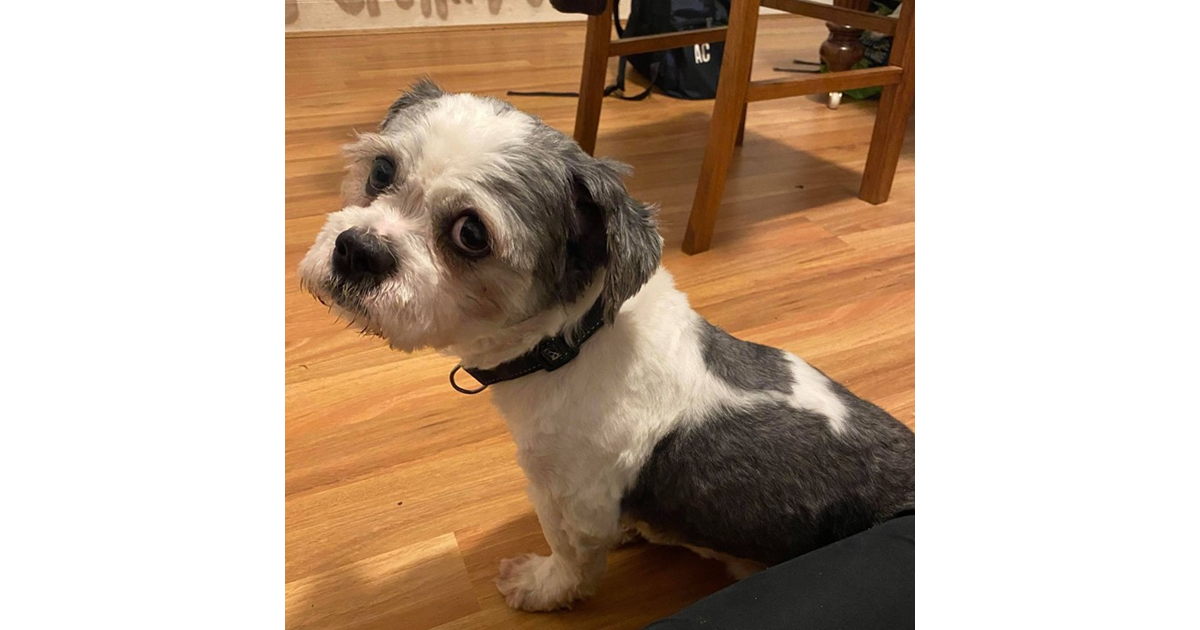 Adopt Ollie from Adelaide SA AdoptADog