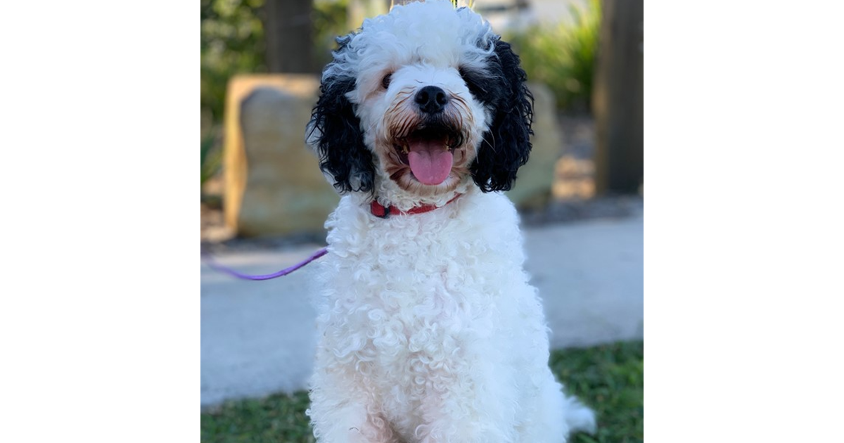 Adopt Bruno from Brisbane QLD AdoptADog