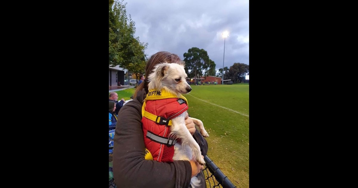 Adopt Roady from Bendigo VIC AdoptADog