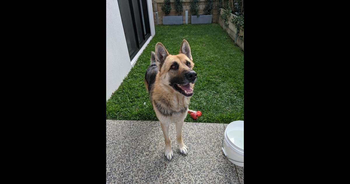 Adopt Charlie from Sunbury VIC AdoptADog
